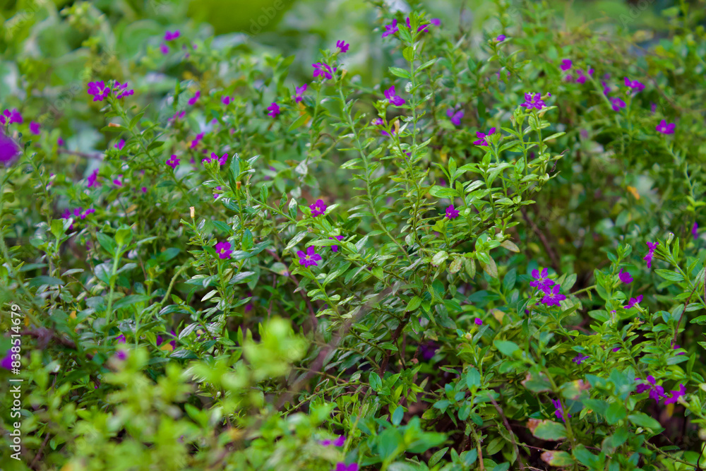 Little purple flowers and green leaves with selective focus