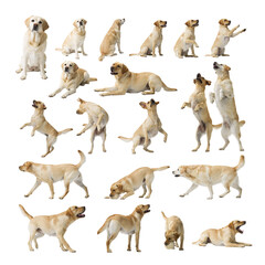 Collage with photos of Dogs Labrador Retriever on white background.