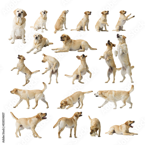 Photography Collage with photos of Dogs Labrador Retriever on white background
