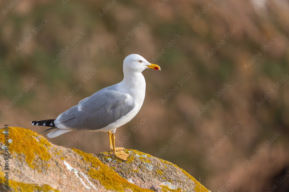 Seagull Perched on Rocky Cliff, Berlenga Grande Island Seagull Perched on Rocky Cliff, Berlenga Grande Island