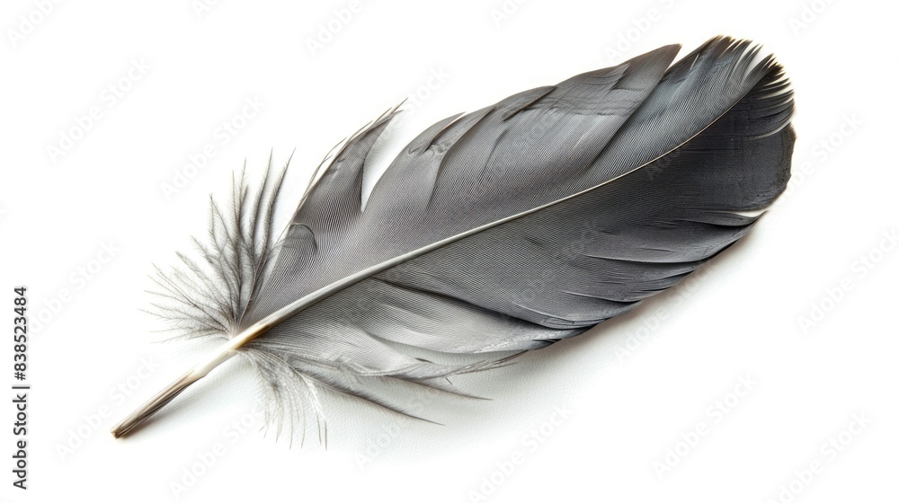 Feather Shape. Beautiful Grey Bird Feather Decoration Isolated on White Background Feather Shape. Beautiful Grey Bird Feather Decoration Isolated on White Background