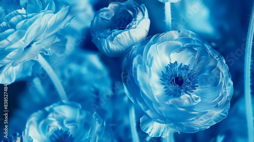 Photosensitive sun print photography or cyanotype of Ranunculus bouquet. Herbarium concept. Generative AI photo