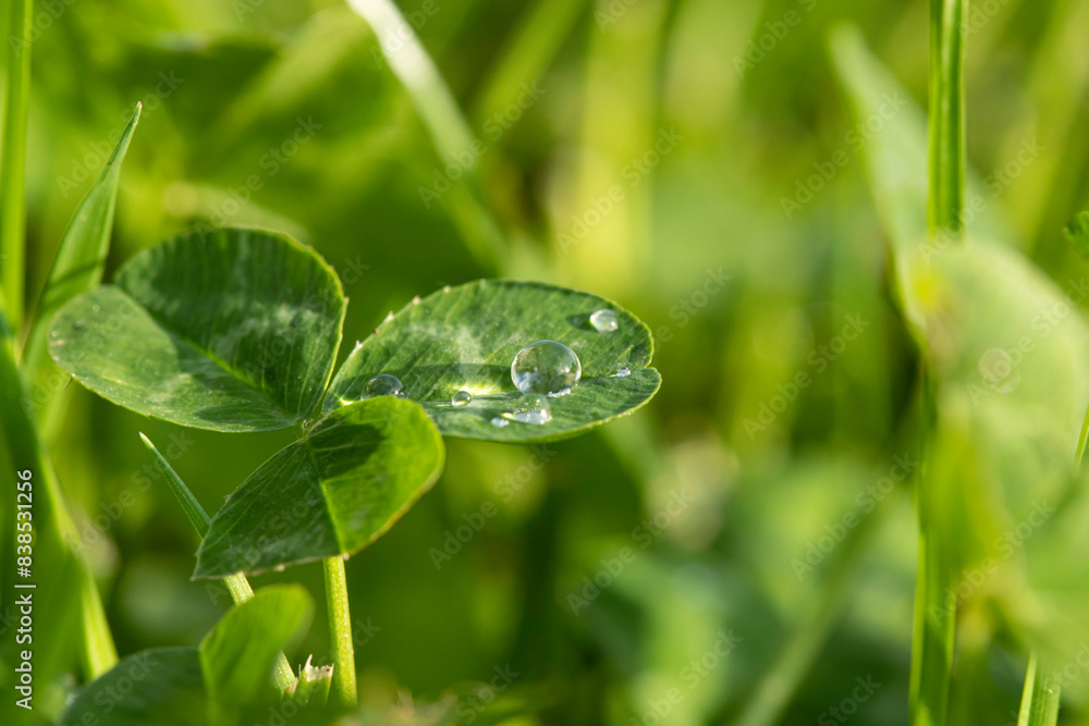 Clover leaf in grass with dew drops Clover leaf in grass with dew drops