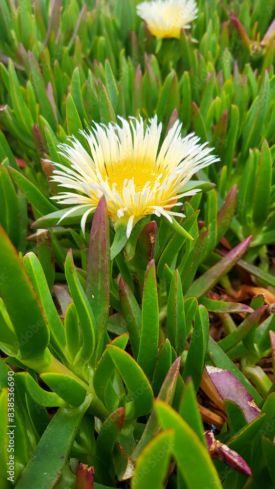 a close up of a yellow flower in a field a close up of a yellow flower in a field