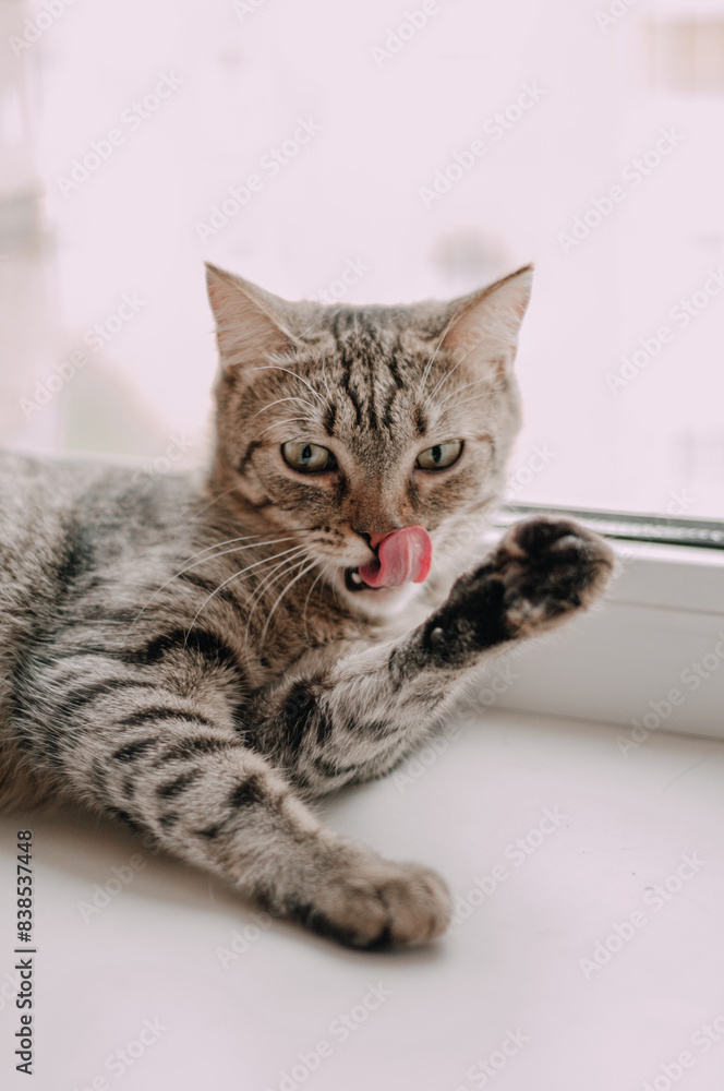 Cute curious kitty with big yellow eyes lying bed. Funny pet. Cute curious kitty with big yellow eyes lying bed. Funny pet.