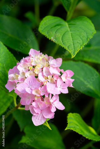 Blooming Hortensia in Belgrade  Serbia