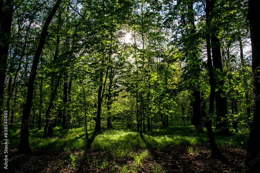 interior of a deciduous forest in spring interior of a deciduous forest in spring