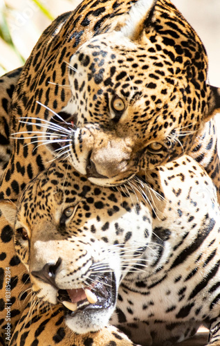 Picturesque scene of two jaguars playing in closeup