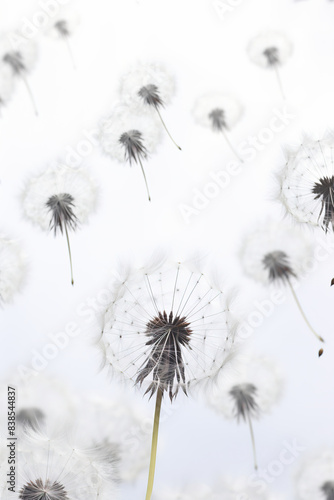 Wallpaper Mural Floating Dandelion Parachutes in Grey and White Torontodigital.ca
