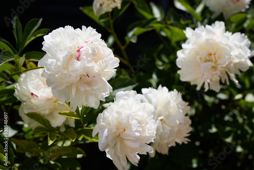 Beautiful white peony flowers in garden on black background