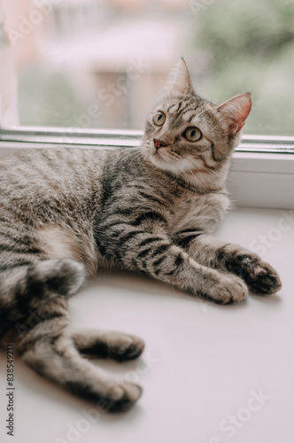 Cute curious kitty with big yellow eyes lying bed. Funny pet.