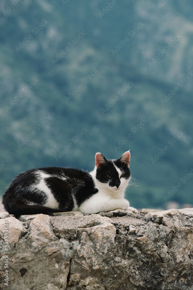 cat on the stone wall cat on the stone wall