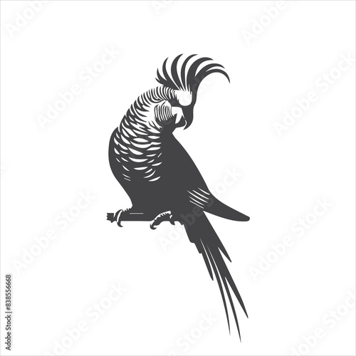 black and white parrot