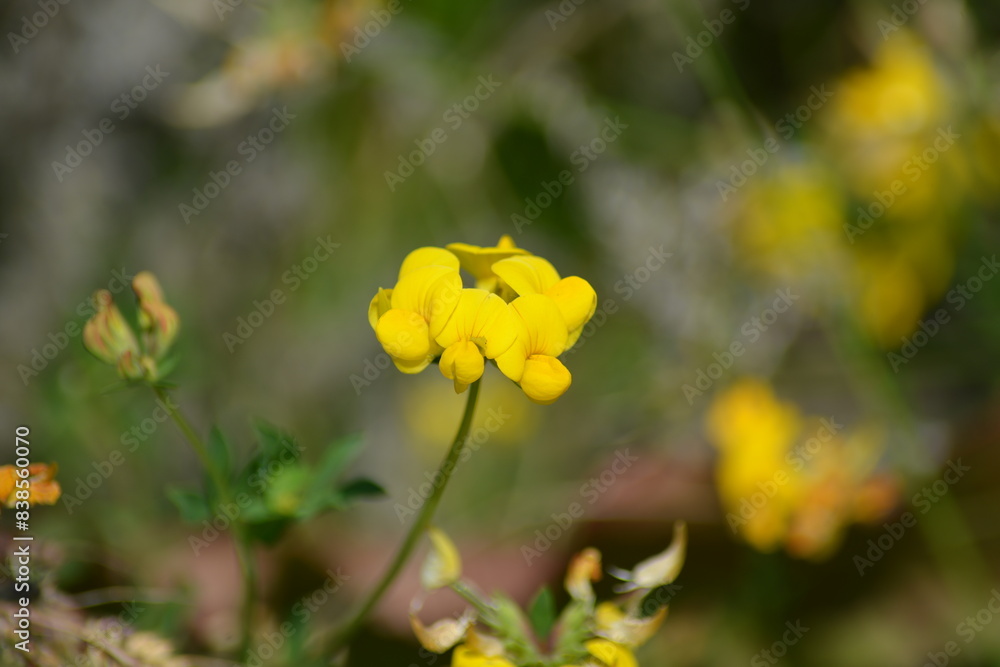 Obraz premium Gelbe Schmetterlingsblüte-Sonniges Leuchten in der Natur
