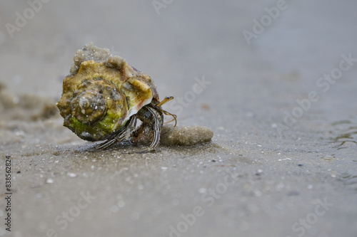 Hermit Crab in the sand 