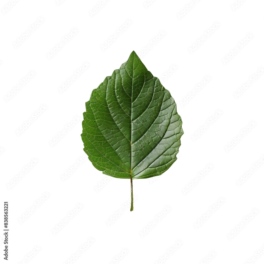 single green leaf isolated on white background, transparent background single green leaf isolated on white background, transparent background