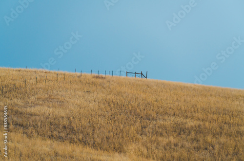 Εκτύπωση καμβά windblown scrub brush on an exposed hill against a solid blue sky