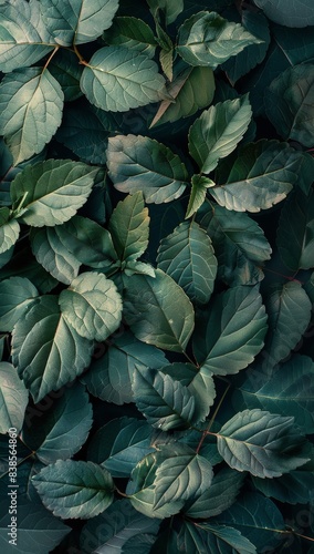 Wallpaper Mural Lush Green Leaves Close Up in a Garden Setting Torontodigital.ca