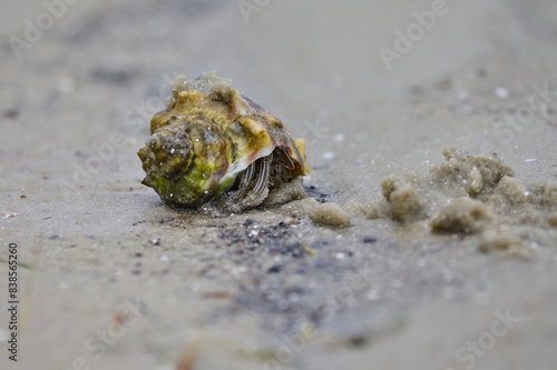 Hermit Crab in the sand 
