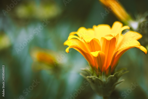 Orange blooming flowers gazania rigens in botanical garden. Flowering plants are growing in a spring summer flower bed. Blossoming plant outdoors. 