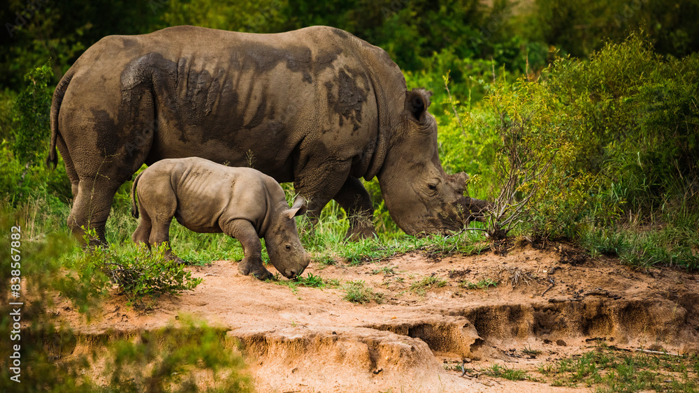 Fototapeta premium Rhino and calf in the wild grazing
