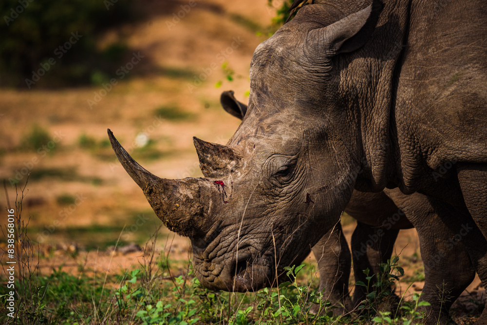 Fototapeta premium Old and scarred rhinoceros grazing side portrait 
