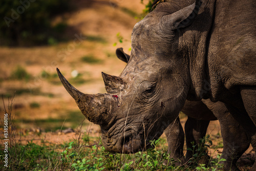Old and scarred rhinoceros grazing side portrait 