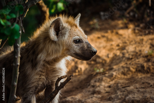Young Hyena portrait