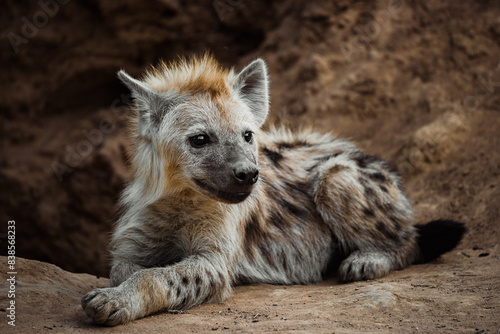 Young Hyena portrait