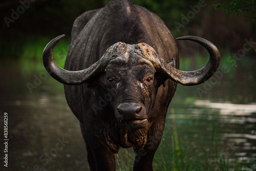Large old water buffalo 