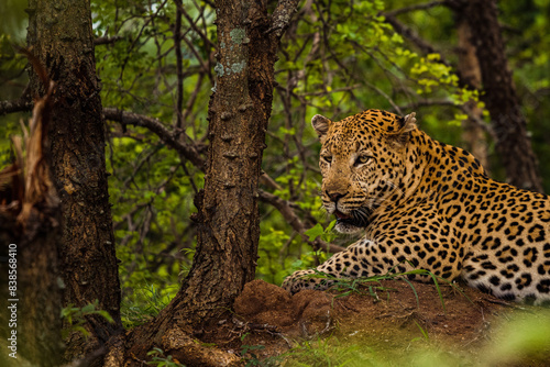 Canvas Print Wild leopard sitting in nature
