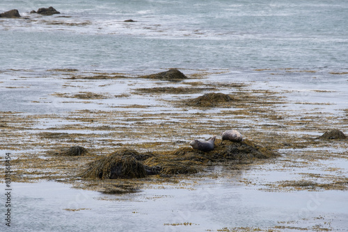 Harbor seals relaxing on the seaweed in Iceland. Ytri Tunga Beach - North Sea Coast photo
