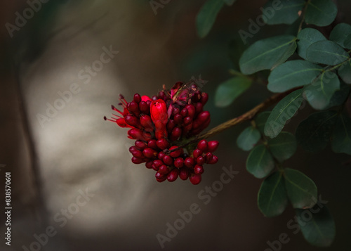 Red flower close up