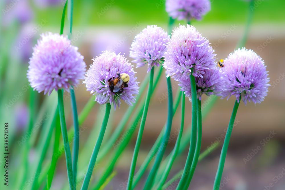 Fototapeta premium flowers in the garden