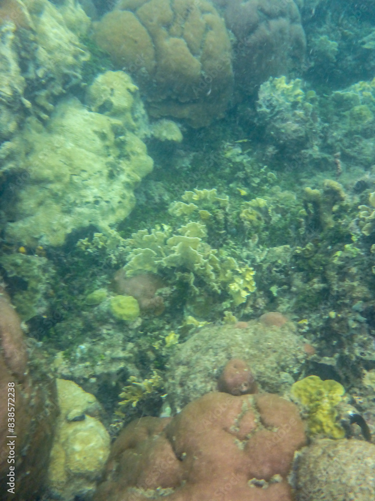 Fototapeta premium snorkel desde orilla luz dia