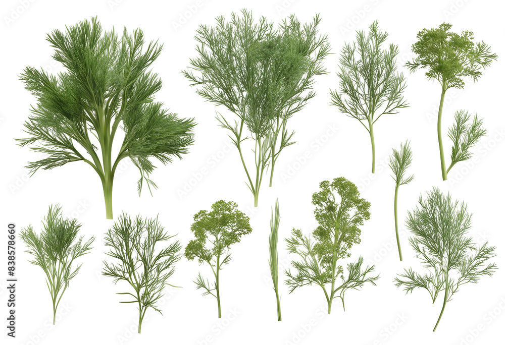 Fototapeta premium Set of healthy herbs elements Fresh dill isolated on transparent background