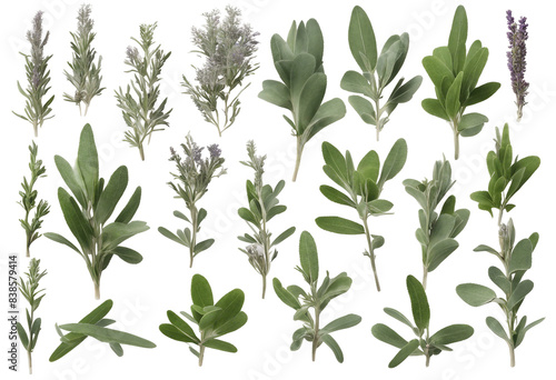 Wallpaper Mural Set of healthy herbs elements Fresh sage isolated on transparent background Torontodigital.ca