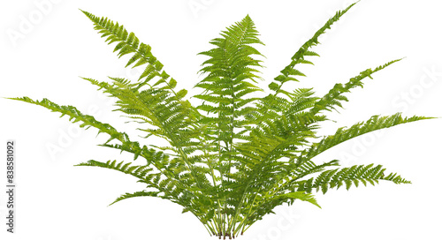 Side view of Lady Fern
