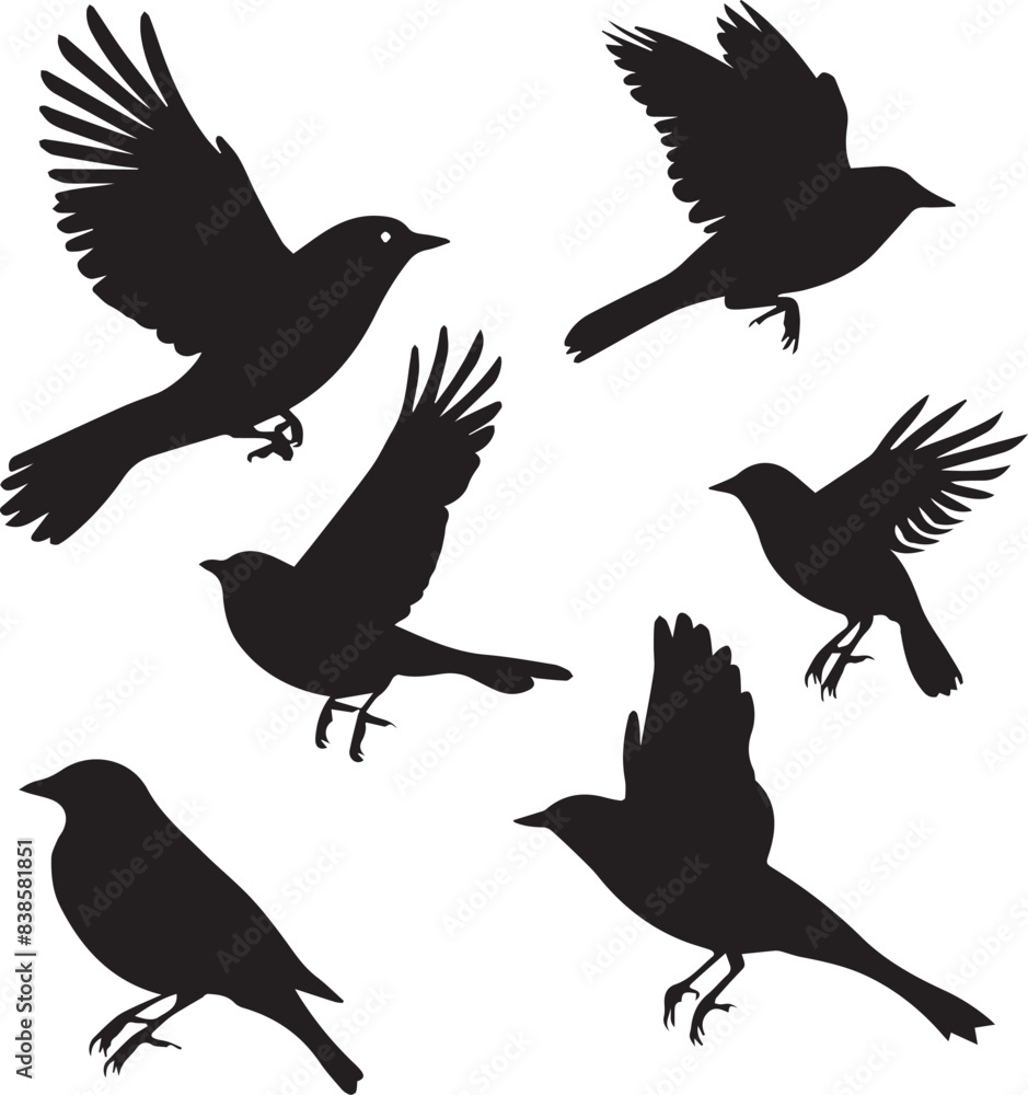 Fototapeta premium Set of black bird silhouettes Vector Illustration elements for design on White Background 