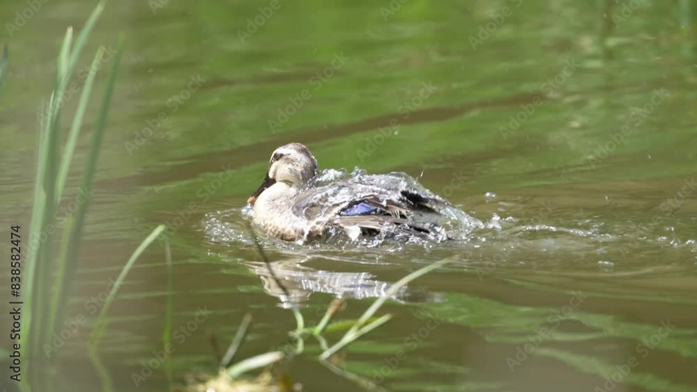 eurasian spot billed duck in a pond eurasian spot billed duck in a pond