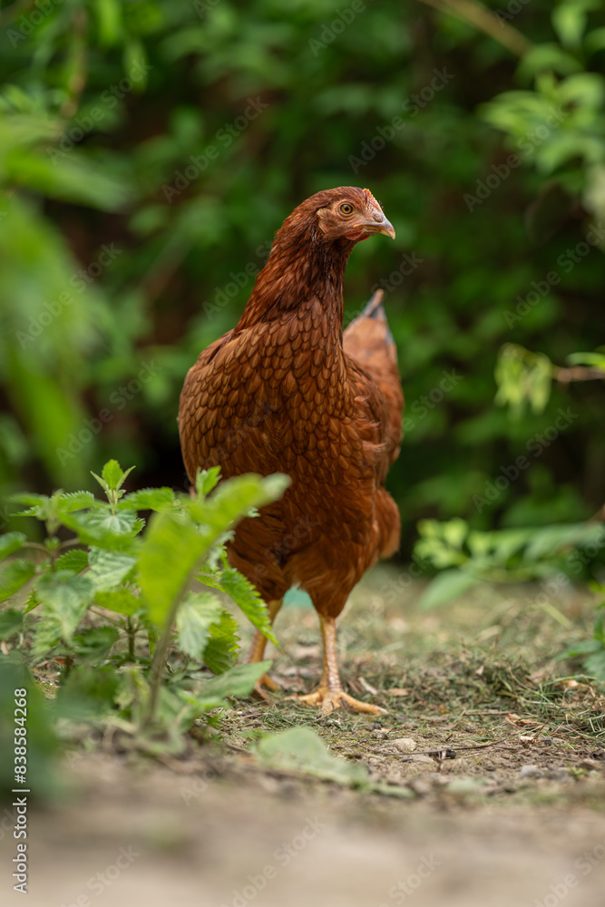 Fototapeta premium A young brown hen outside in the paddock.