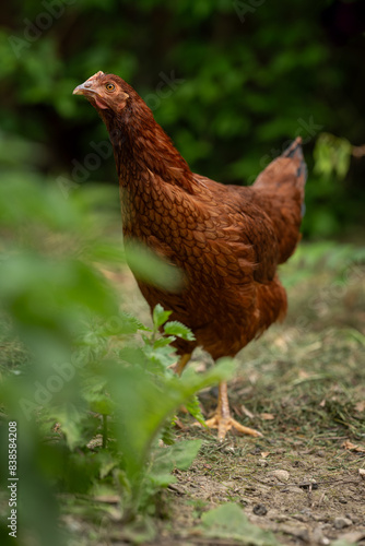 A young brown hen outside in the paddock.