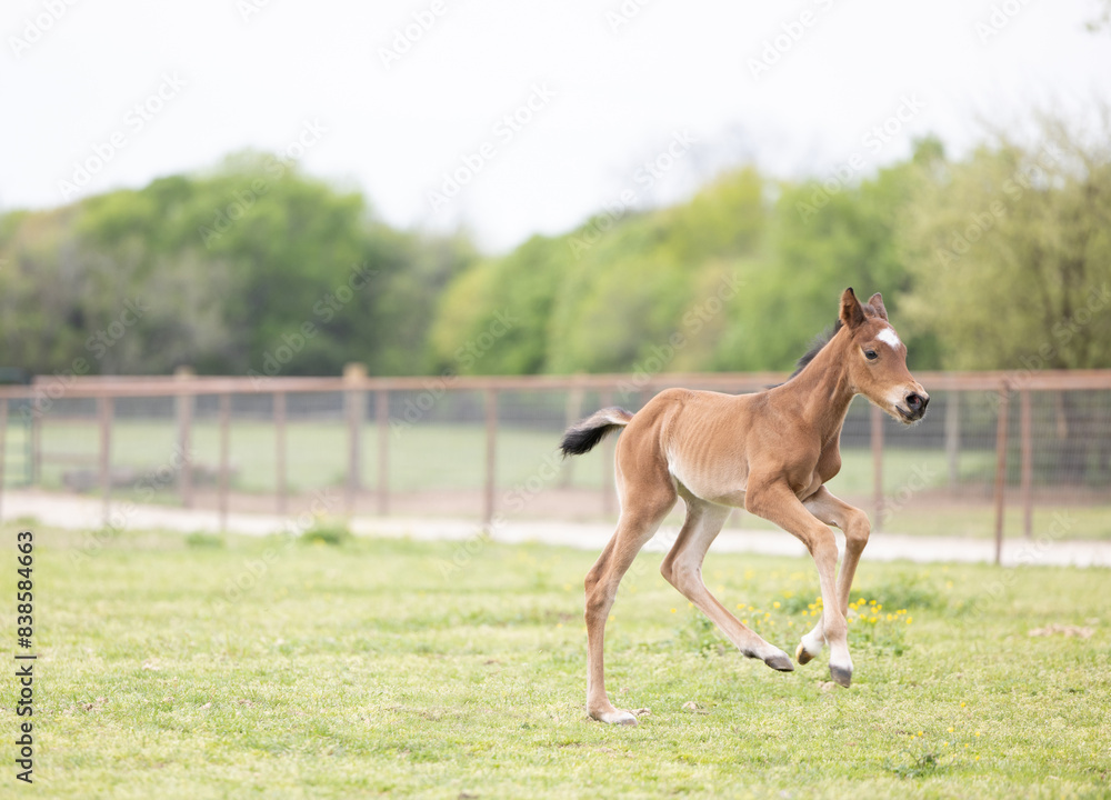 Fototapeta premium Baby horse foal quarter horse aqha sorrel bay chestnut pasture