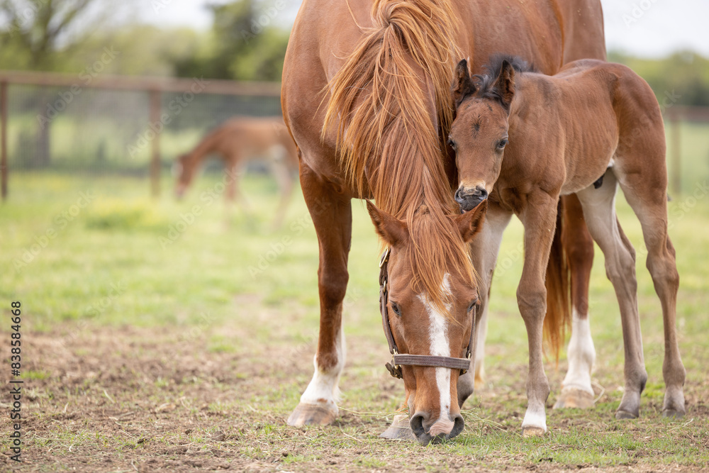 Baby horse foal quarter horse aqha sorrel bay chestnut pasture