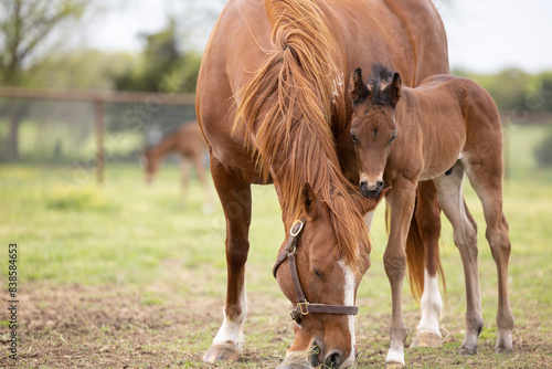 Foto Baby horse foal quarter horse aqha sorrel bay chestnut pasture