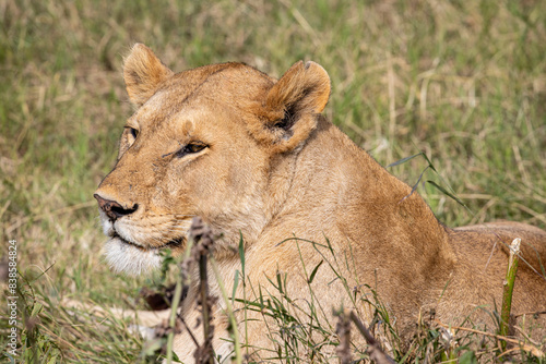 Tanzania - Serengeti National Park - Female lion  Panthera leo 
