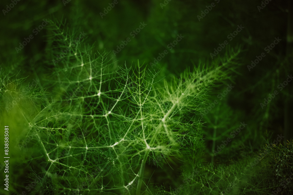 Green ornamental dill grows on a dark abstract background. Growing plants and edible herbs in the vegetable garden. Farm land plant macro backdrop. Green ornamental dill grows on a dark abstract background. Growing plants and edible herbs in the vegetable garden. Farm land plant macro backdrop.