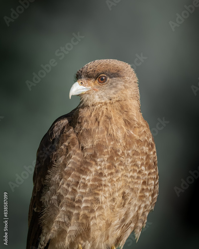 Regal Brown Hawk in Detailed Close-up