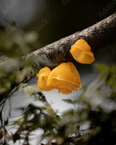 Vivid Yellow Mushrooms on Tree Branch - Nature Close-Up