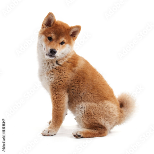 Cute shiba inu sitting photo